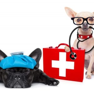 Pet / Dog Online First Aid and CPR Training and Certificate of Recognition